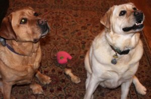 Millie and Rosie are two yellow labs